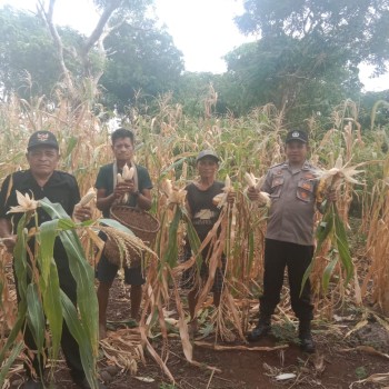 Polsek Mdona Hyera Gelar Panen Raya Jagung, Dukung Penuh Asta Cita Ketahanan Pangan