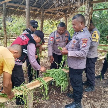 Polsek Serwaru Gelar Panen Sayuran, Wujud Dukungan Nyata Program Ketahanan Pangan