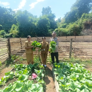 Polsek Wetar Panen Hasil Kebun, Dukung Program Ketahanan Pangan