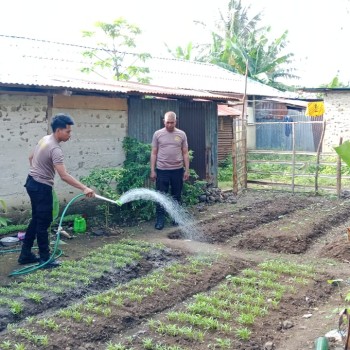 Personel Polsek Damer Pantau Kualitas Tanaman, Dukung Program Ketahanan Pangan