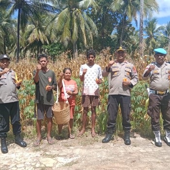 Polsek Mdona Hyera Gelar Panen Jagung, Dukung Penuh Asta Cita Ketahanan Pangan